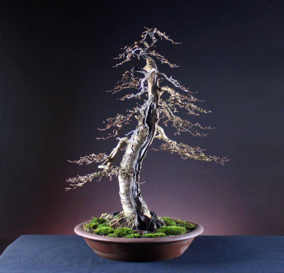 Larch bonsai